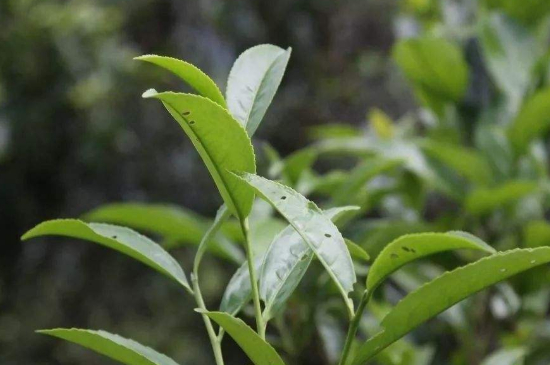 單叢茶十大香型以及常見品種大全，潮安鳳凰單樅十大名香歸類