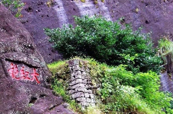 宋種一號(hào)價(jià)值為什么高，鳳凰單樅宋種1號(hào)價(jià)格與產(chǎn)量多少？