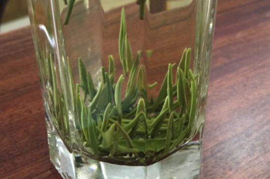 竹葉青和雀舌哪個貴，竹葉青茶貴嗎？