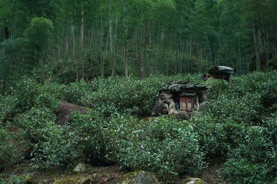 300塊錢的金駿眉能喝嗎，兩三百多金駿眉和一千多區(qū)別