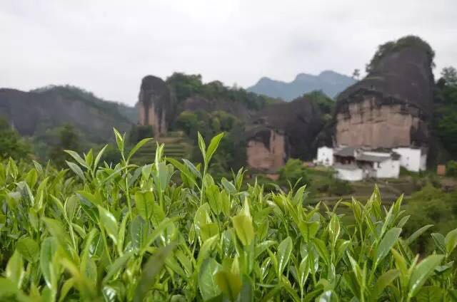 武夷山為什么盛產(chǎn)茶葉，武夷山茶為什么好喝？