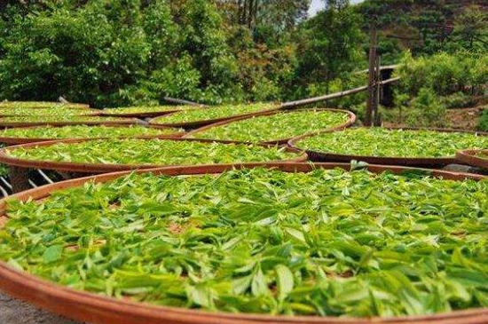 單叢茶十大香型以及常見品種大全，潮安鳳凰單樅十大名香歸類