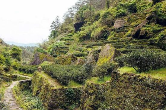 肉桂茶和大紅袍哪個(gè)貴，武夷山肉桂與大紅袍的價(jià)格比較