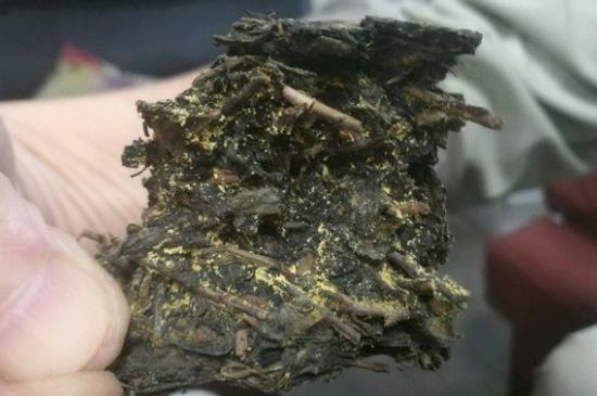 伏茶里的金花是黃曲霉素嗎，金花茯茶里的是什么菌