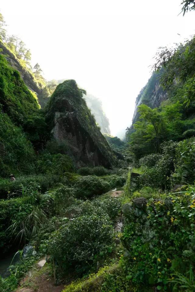 武夷山為什么盛產(chǎn)茶葉，武夷山茶為什么好喝？