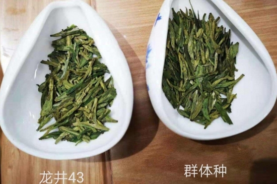 43號(hào)龍井屬于好茶嗎，龍井茶43號(hào)是什么意思？