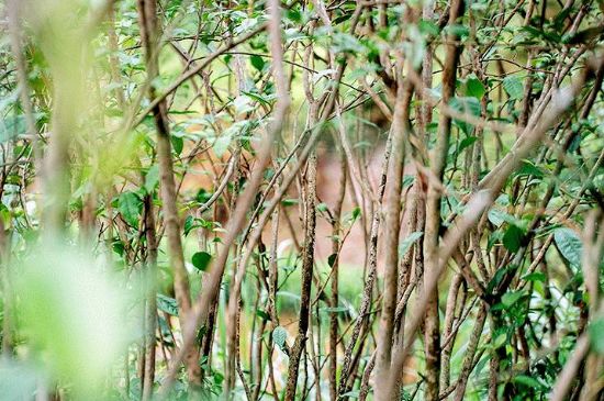 荒野銀針有什么特點(diǎn)，荒野銀針的味道口感咋樣？