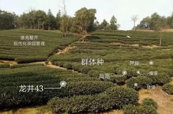 43號(hào)龍井屬于好茶嗎，龍井茶43號(hào)是什么意思？