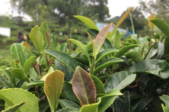 43號(hào)龍井屬于好茶嗎，龍井茶43號(hào)是什么意思？