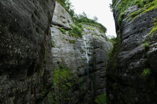 母樹大紅袍給誰喝了，為什么母樹大紅袍叫三棵六株？
