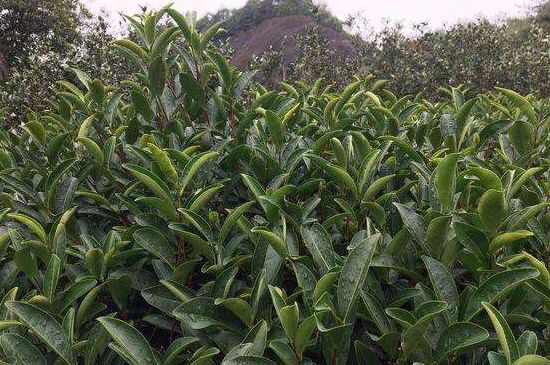 馬頭巖肉桂是大紅袍嗎，大紅袍肉桂屬于什么茶？