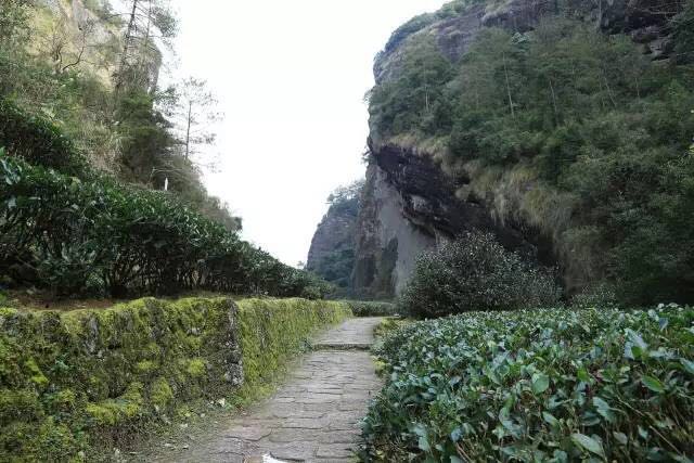 武夷山為什么盛產(chǎn)茶葉，武夷山茶為什么好喝？