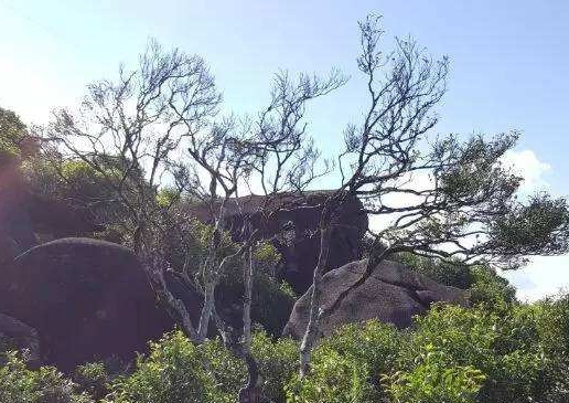 宋種一號(hào)價(jià)值為什么高，鳳凰單樅宋種1號(hào)價(jià)格與產(chǎn)量多少？