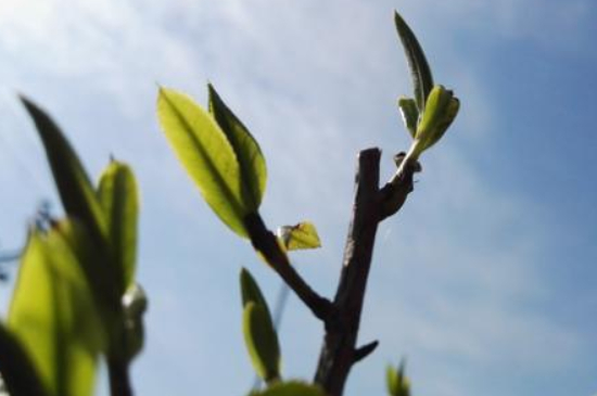 潮安鳳凰單叢十大名樅是什么，烏崠十大古樹名香品種介紹