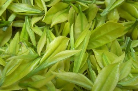 茶中奇葩黃金芽，安吉白茶中黃金芽的特點(diǎn)