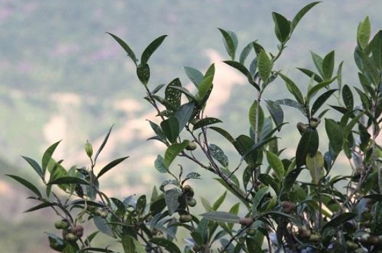 單叢茶十大香型以及常見品種大全，潮安鳳凰單樅十大名香歸類