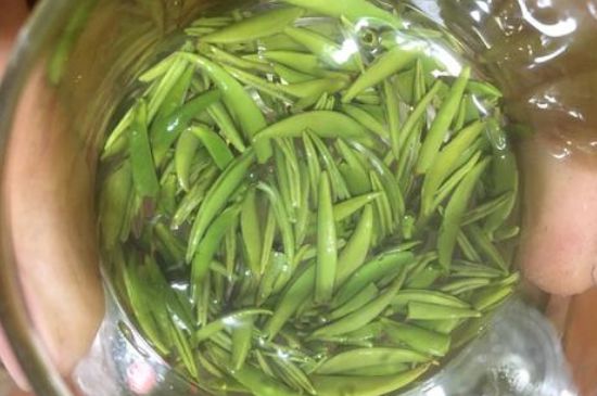 雀舌有一股青草味，雀舌為什么有青草味？