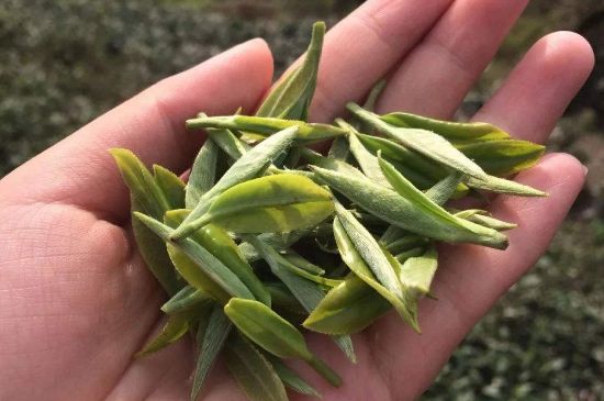 福建什么茶葉最出名，福建名茶有哪些？