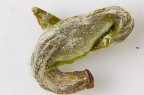 羊巖勾青是綠茶嗎，羊巖勾青茶屬于什么茶？