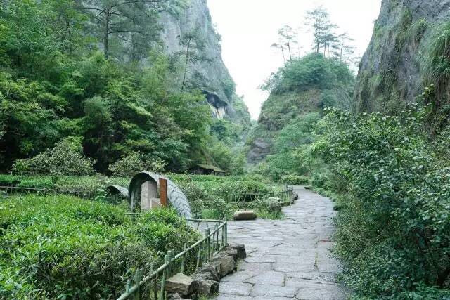 武夷山為什么盛產(chǎn)茶葉，武夷山茶為什么好喝？