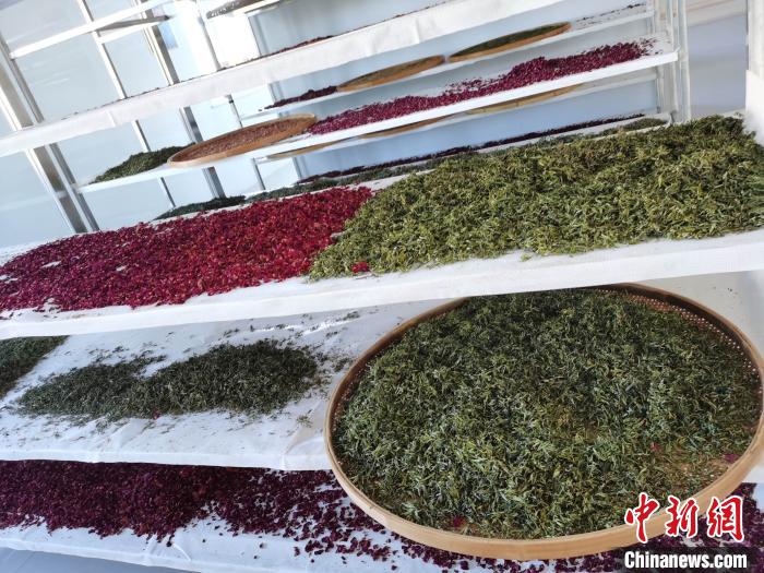 圖為王玲玲收購的各種山茶?！⊥貘Q遠(yuǎn) 攝