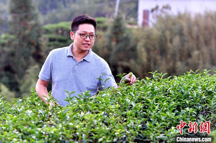 “臺(tái)二代”張?jiān)栏＝ㄉ钌椒N茶十年：“來(lái)了，就對(duì)了”